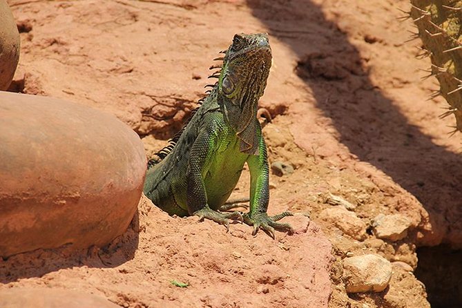 Effortless Agadir Crocoparc Ticket and Transfer Service - Feeding time is worth planning around