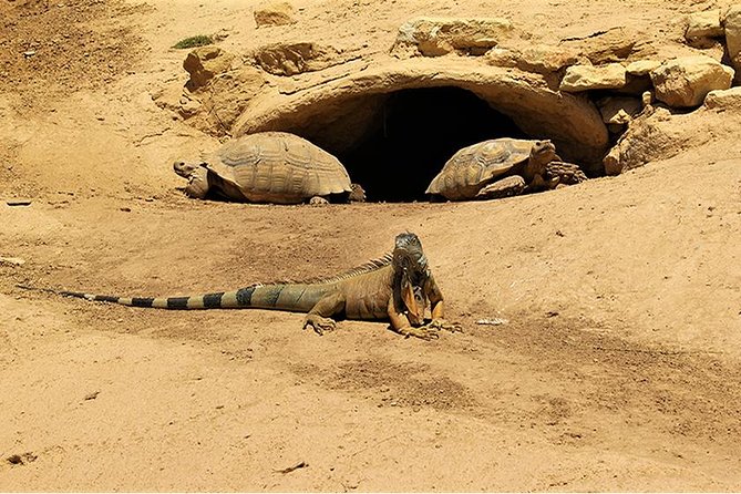 Effortless Agadir Crocoparc Ticket and Transfer Service - From hotel pickup to the crocodile-mouth entrance