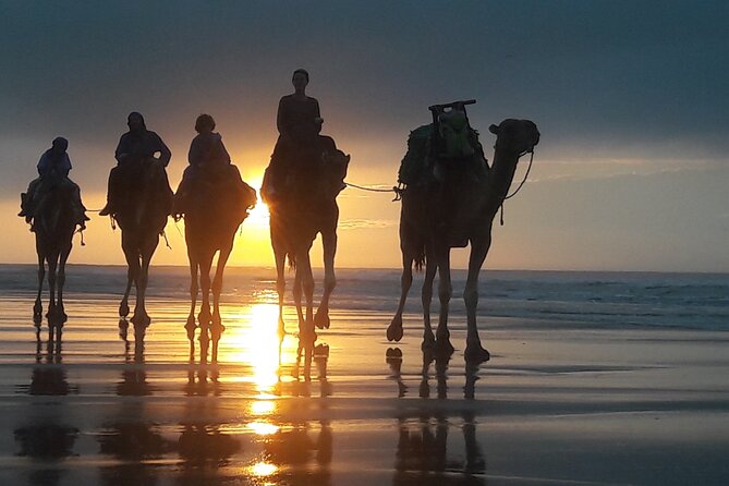 Essaouira 1 hour discovery ride on the back of a camel - Mounting up for a one-hour ride