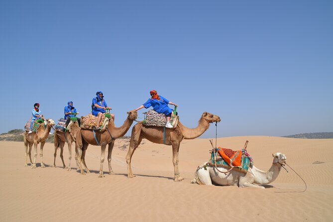 Essaouira 1 hour discovery ride on the back of a camel - The eucalyptus forest and Diabat Village