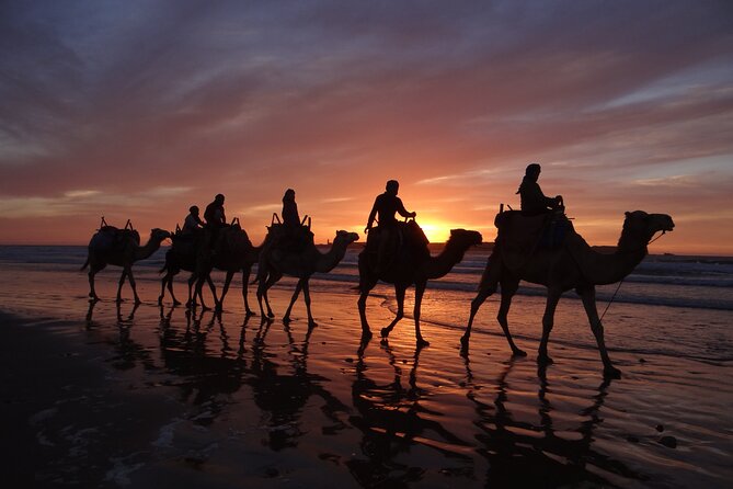 Essaouira 1 hour discovery ride on the back of a camel - Who will enjoy this camel ride most?