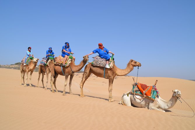 Essaouira 2-Hour Camel Adventure Ride - Meeting the camels before the beach