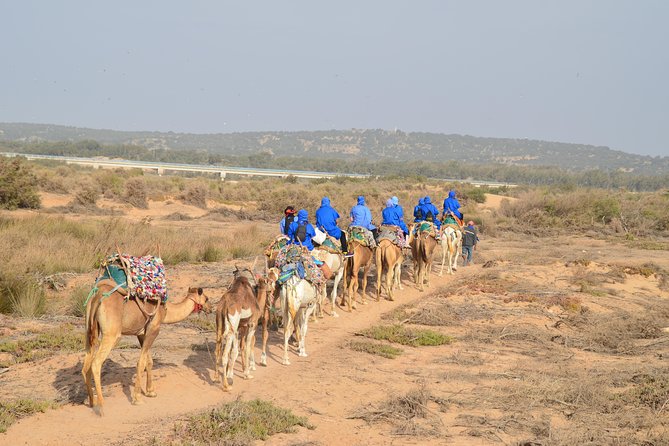 Essaouira 2-Hour Camel Adventure Ride - From dunes to the Atlantic forest