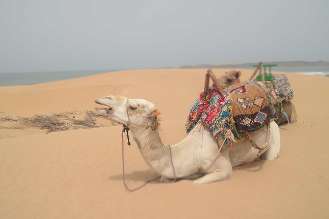 Essaouira 2-Hour Camel Adventure Ride - What you get for $40.71