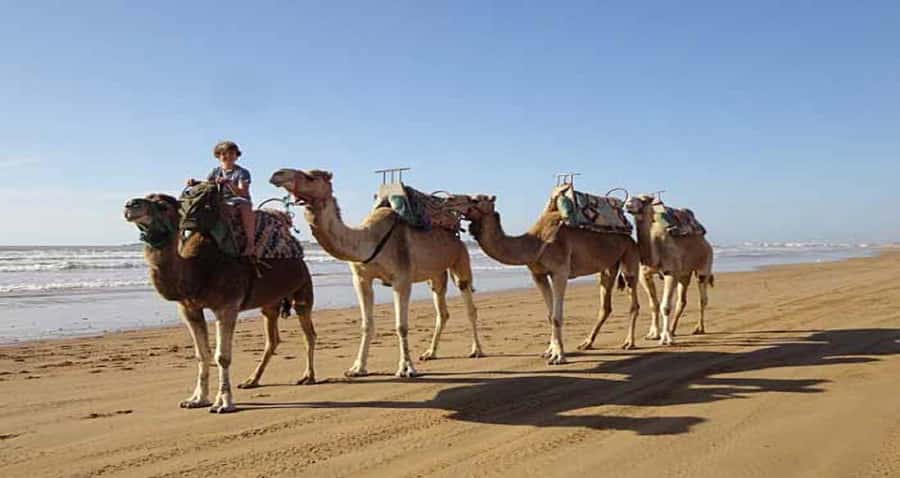 Essaouira: 2-Hour Camel Ride - Is $47 a fair price?