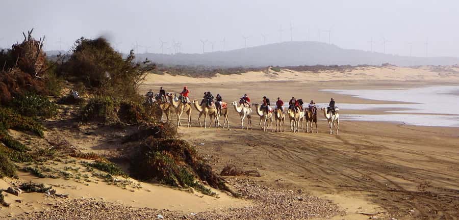 Essaouira: 2-Hour Camel Ride - Who should book this Essaouira ride?