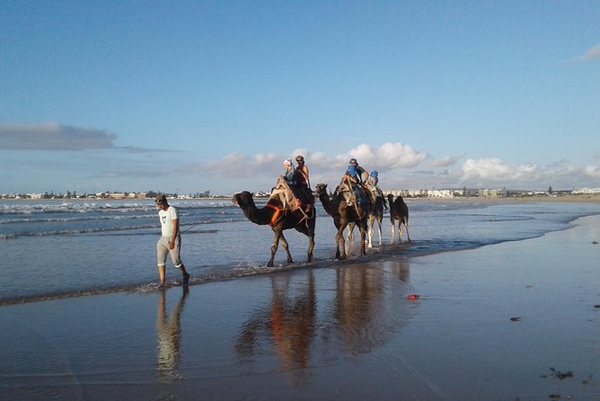 Essaouira: 2H camel/pick up and drop off including - Pickup, arrival, and meeting the camels