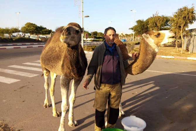 Essaouira Activities: Discover Essaouira by Quad - Safety, comfort, and animal care