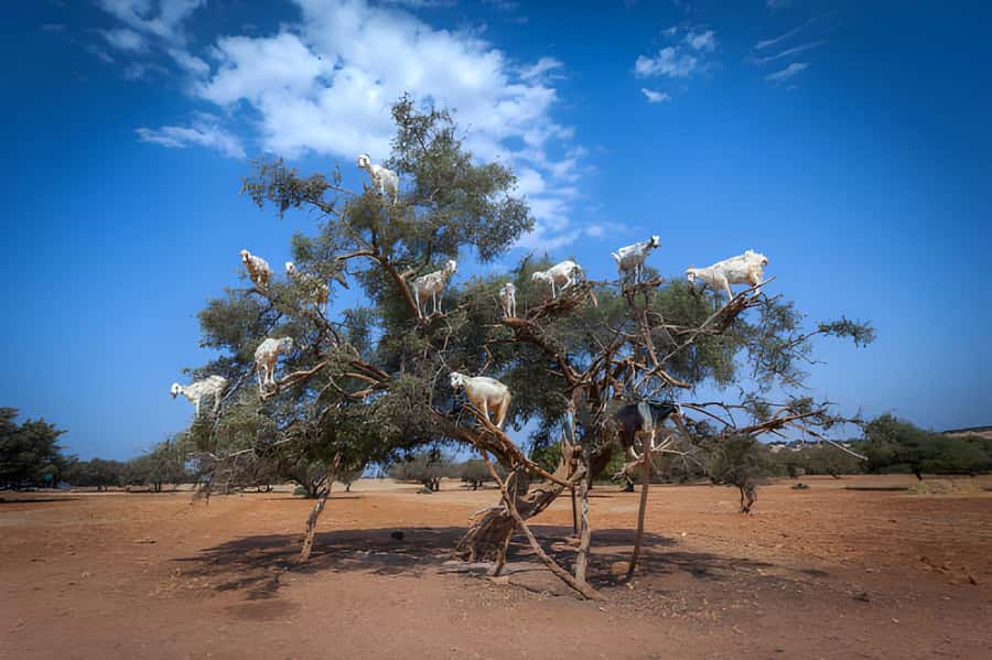 Essaouira Day Trip from Agadir - Spotting goats in argan trees