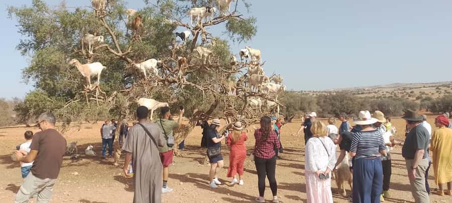 Essaouira Day Trip from Marrakech _ medina, old port - Key points to know before booking