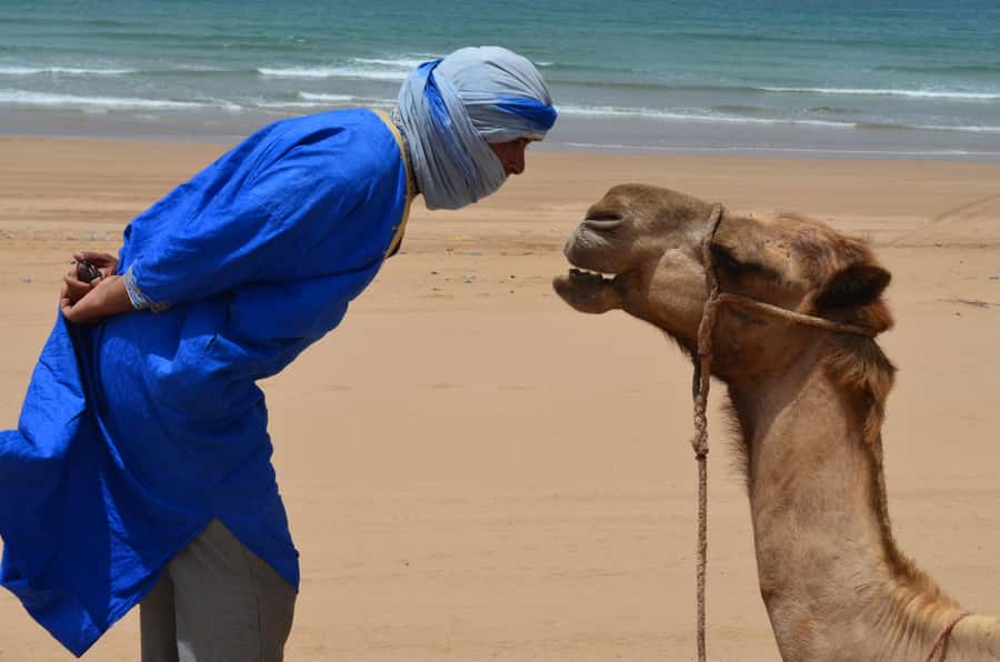 Essaouira: One Hour Dromedary Ride - From Essaouira to the Ranch de Diabat