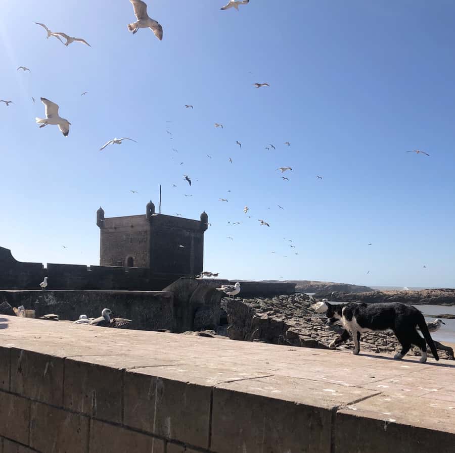 Essaouira: Private City Tour - Starting at the fishing port