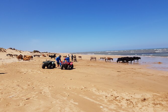 Essaouira: Quad ride / family & friends (free transfer) - What the $38.38 price means
