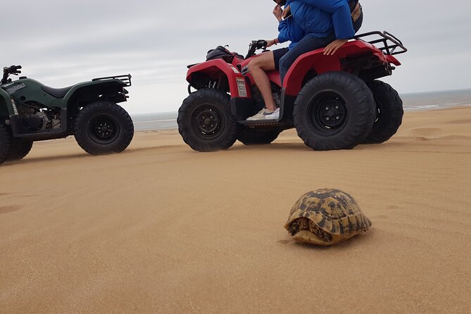 Essaouira: Quad ride / family & friends (free transfer) - Who will enjoy it most
