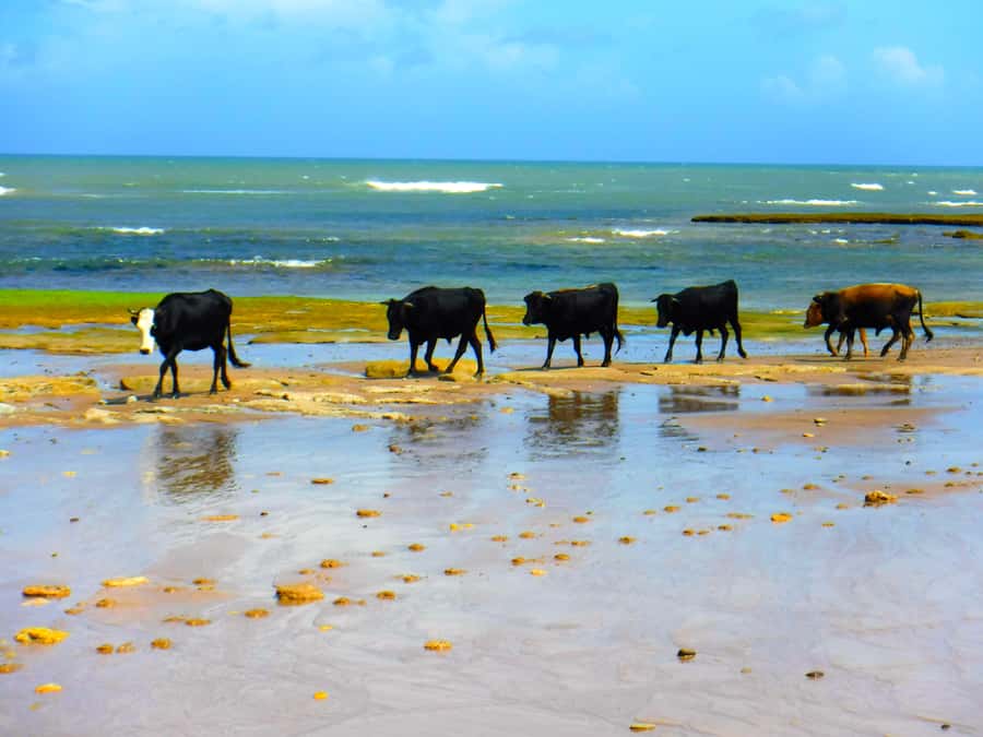 Essaouria: Beach & Big Dunes 2-Hour Quad Biking Tour - Starting at Ola Energy on Essaouira’s beach