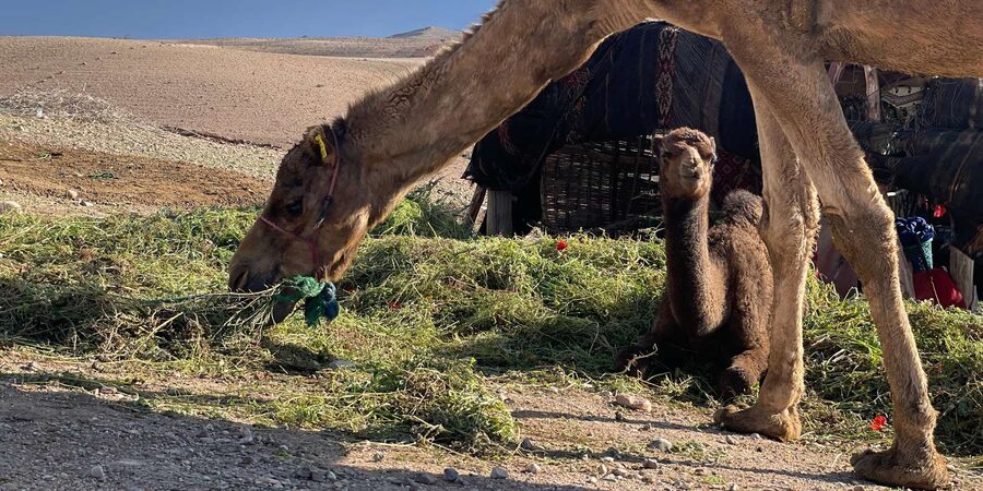 Evening Marrakech: Agafay Desert Quad , Camel & Dinner Shows - What to pack for a comfortable desert evening