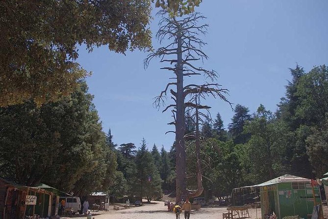 Excursion from Fez to Midle Atlas - The cedar forest and free-roaming monkeys