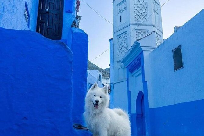 FES TO Chefchaouen Day Trip- luxury Private Tour - Shopping, photos, and time to set your own pace