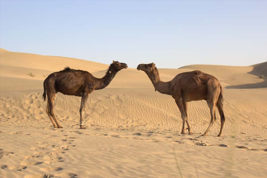 From Agadir: 4×4 Jeep Sahara Desert Tour with Lunch - The guides can shape the whole day