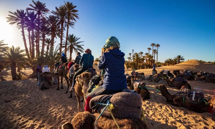 From Agadir: Camel Ride and Flamingo Trek - How the camels are treated