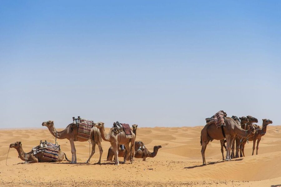 From Agadir: Camel Ride and Flamingo Trek - The mint tea finish
