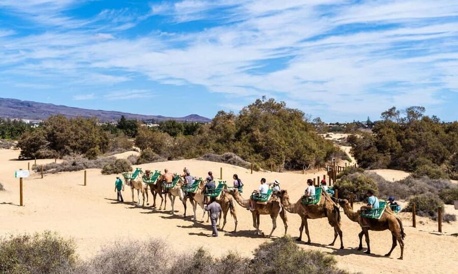 From Agadir: Camel Ride and Flamingo Trek - From forest paths to the Souss river