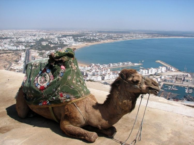 From Agadir: City Tour with Hotel or Port Transfers - Learning how argan oil is made