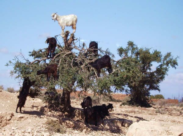 From Agadir: Half-Day Tour to Taroudant - The guide can make or break the visit