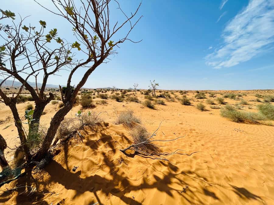 From Agadir: Jeep Desert Safari with Lunch and Camel Ride - Through Souss-Massa National Park