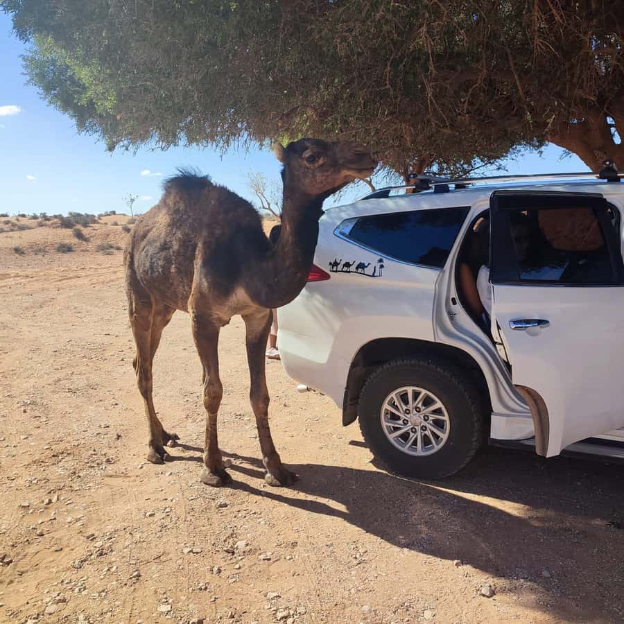 From Agadir: Mini Sahara Day Tour with Lunch - Pottery, Atlantic air, and the first stretch of road