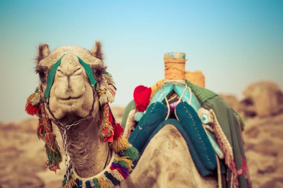 From Agadir or Taghazout: Camel Ride Berber Tour Experience - Who will enjoy this camel ride?