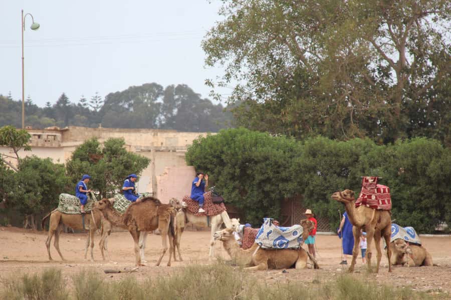 From Agadir or Taghazout: Camel Ride Berber Tour Experience - How long the outing really feels