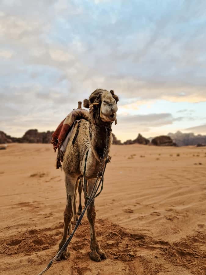 From Agadir: Sahara Desert Day Trip and Camel Ride - Tiznit, silver shops, and old ramparts