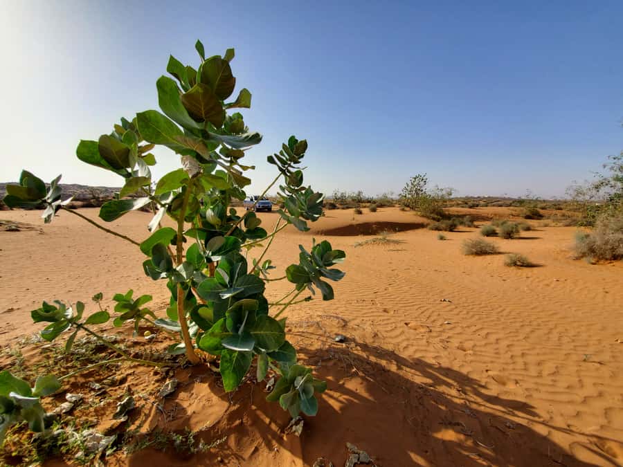 From Agadir: Sahara Desert Day Trip and Camel Ride - Argan oil, pottery, and the shopping question