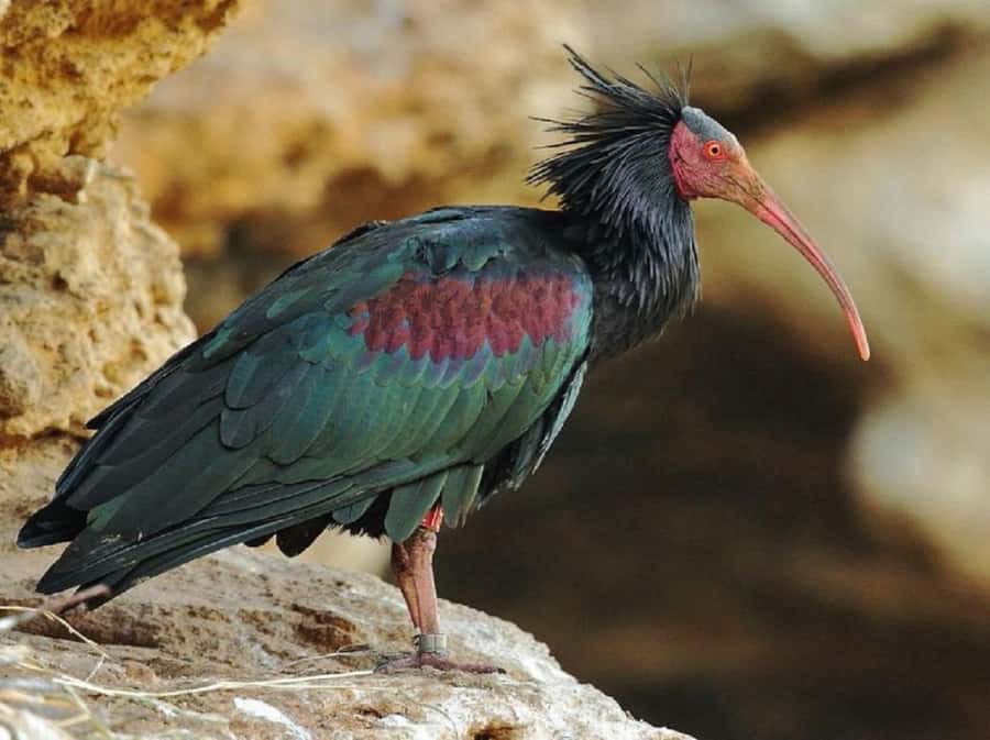 From Agadir: Souss-Massa National Park Tour with Lunch - Is $79 good value?