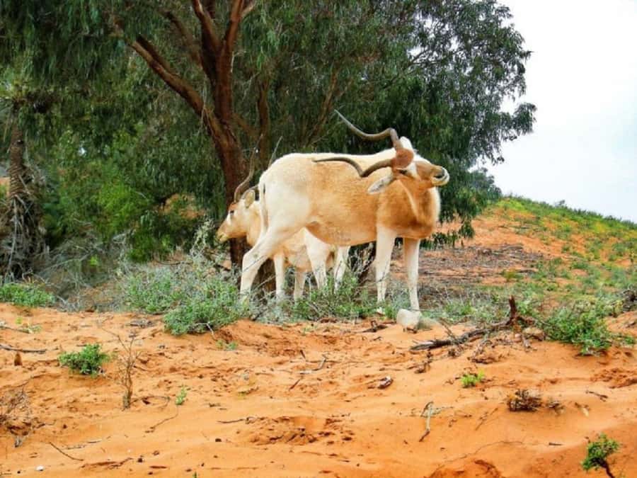 From Agadir: Souss-Massa National Park Tour with Lunch - Why Souss-Massa makes a good outing from Agadir