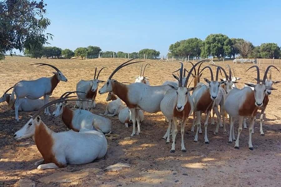 From Agadir: Souss-Massa National Park Tour with Lunch - Mini Sahara, argan trees, and optional extras