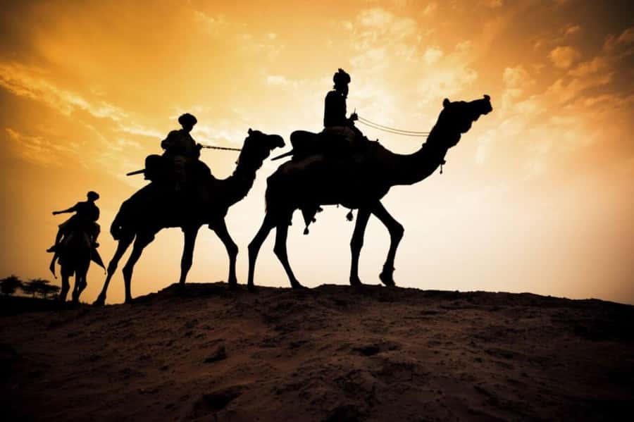From Agadir: Souss River Camel Ride - Watching for Flamingos Along the Souss River