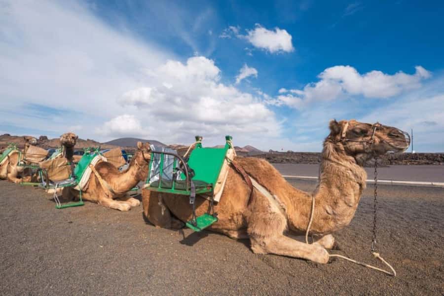 From Agadir: Souss River Camel Ride - Viewing the Royal Palace from a Distance