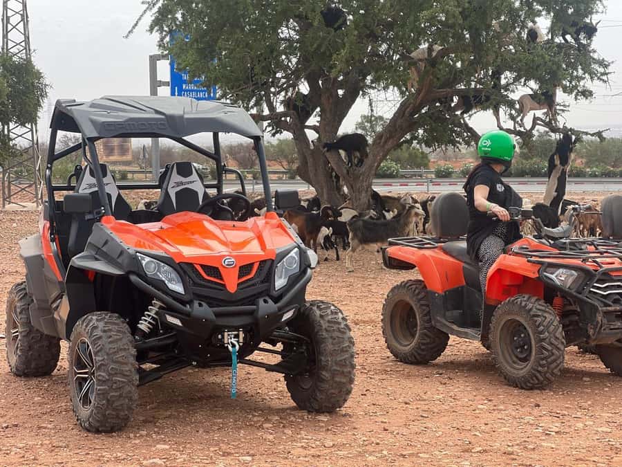 From Agadir/Taghazout: Buggy Safari Adventure & Moroccan Tea - Practical details that affect your choice