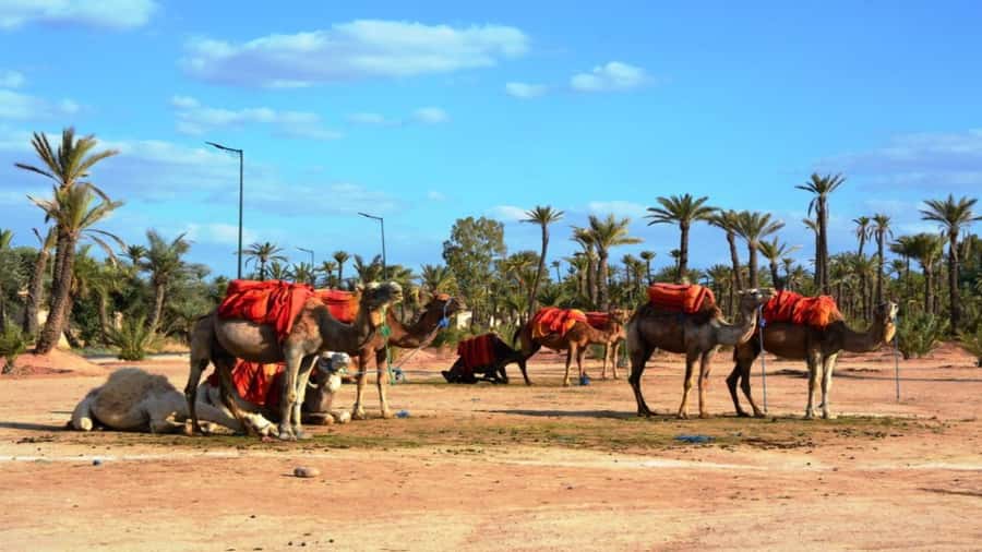 From Casablanca: Day Trip to Marrakech with Camel Ride - What the $112 price really buys you