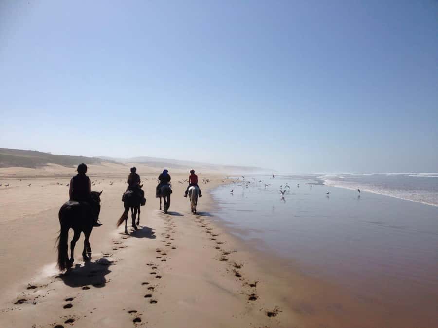 From Essaouira: 1-Hour Horse Ride - Meeting a Barb Arabian horse