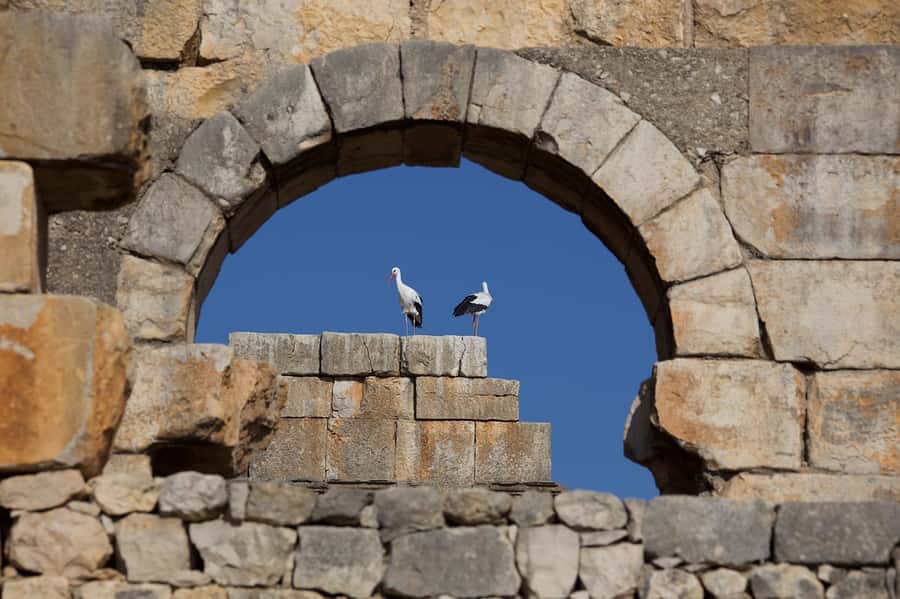 From Fes: Volubilis, Moulay Idriss and Meknes Full-Day Trip - Moulay Idriss offers a short look at Morocco’s sacred town