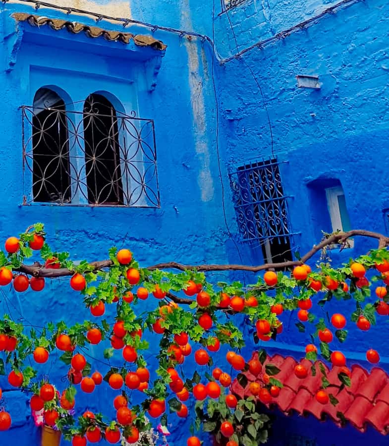 From Fez : Memorable Day Trip to Chefchaouen the Blue City - Motel Rif and the First North Morocco Motel
