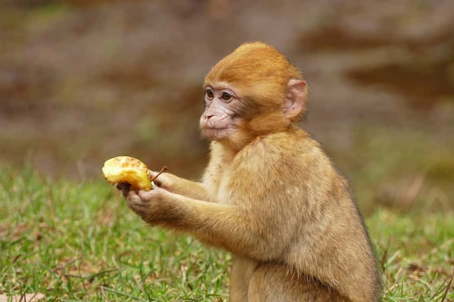 From Fez: Middle Atlas and Monkey Forest Day Trip - Azrou and everyday Berber traditions