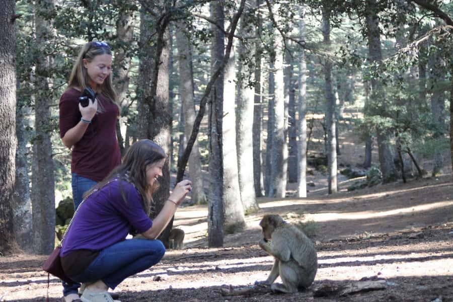 From Fez: Middle Atlas Day Trip with Ifrane National Park - Leaving Fez for the Middle Atlas