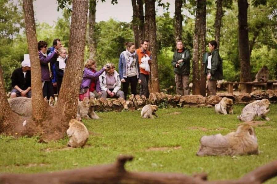 From Fez: Middle Atlas Ifran and Forest of Monkeys Day Trip - Ain Vital and the quick photo break