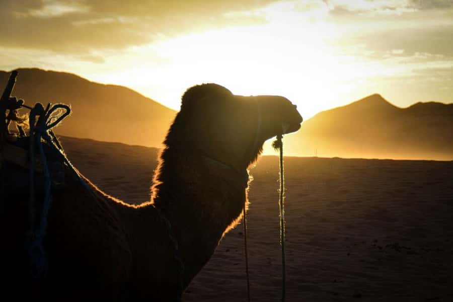 From Marrakech: 2-Day Desert Excursion - Ait Ben Haddou and the old caravan road