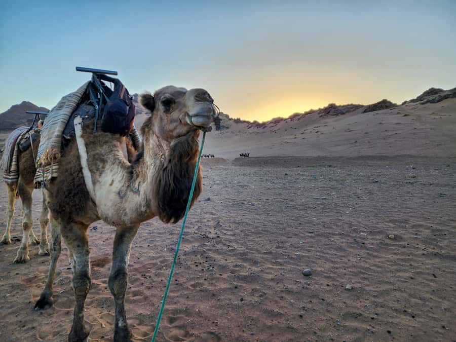 From Marrakech: 2-Days luxurious experience to Zagora Desert - Sunrise, breakfast, and the long ride back