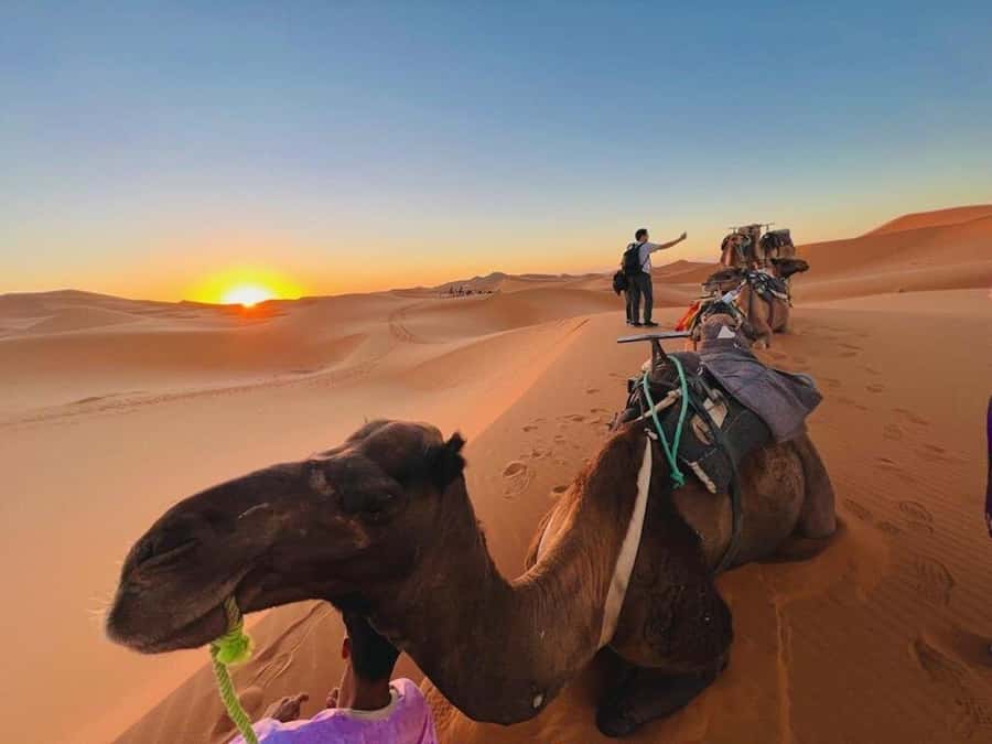 From Marrakech: 3-Day Luxury Desert Tour to Fes via Merzouga - What the $215 price really buys